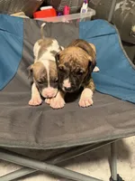Jemma, a female American Bully and American Pit Bull Terrier for sale in Columbus, OH – 5 of 5