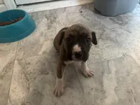 Shugga, a female American Bully and American Pit Bull Terrier for sale in Columbus, OH – 2 of 2
