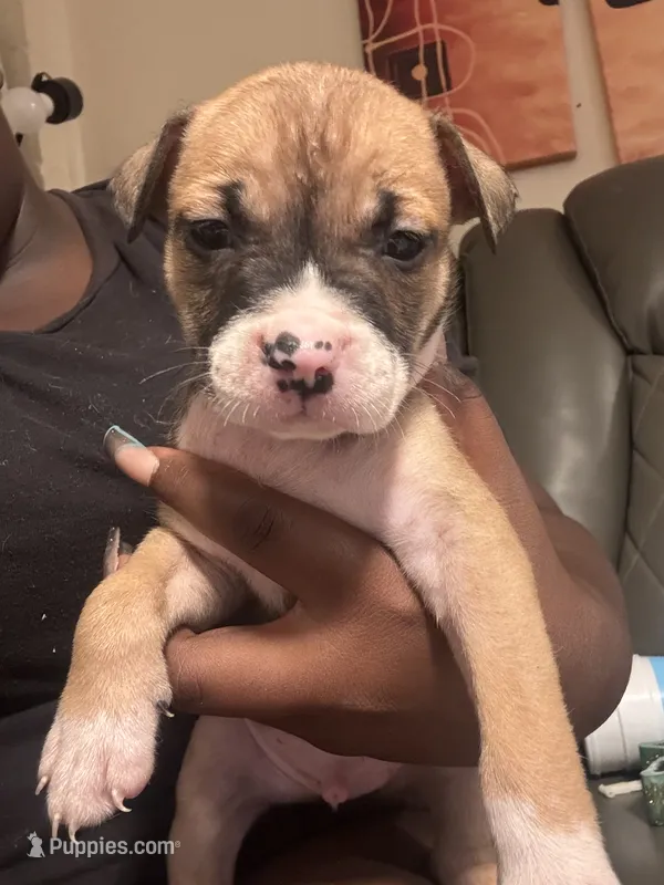 Hunter – American Bully, American Pit Bull Terrier puppy for sale in Columbus, OH