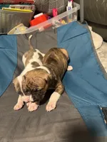 Jemma, a female American Bully and American Pit Bull Terrier for sale in Columbus, OH – 4 of 5