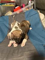 Jemma, a female American Bully and American Pit Bull Terrier for sale in Columbus, OH – 3 of 5