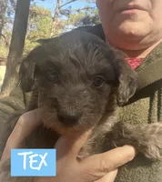 Tex, a male Miniature Aussiedoodle for sale in Glenwood, AR – Photo 2 of 2