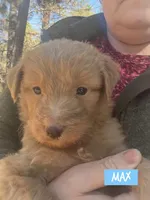 Max, a male Miniature Aussiedoodle for sale in Glenwood, AR – Photo 2 of 2