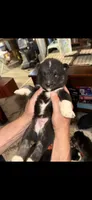 Majestic, a male Siberian Husky for sale in Marion, AR – 3 of 6
