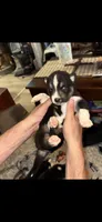 Majestic, a male Siberian Husky for sale in Marion, AR – 2 of 6