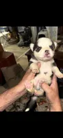 Majestic, a male Siberian Husky for sale in Marion, AR – 6 of 6