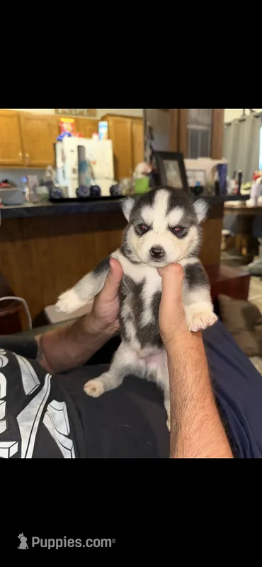Majestic – Siberian Husky puppy for sale in Marion, AR