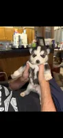 Majestic, a male Siberian Husky for sale in Marion, AR – 1 of 6