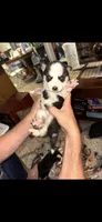 Majestic, a male Siberian Husky for sale in Marion, AR – 4 of 6