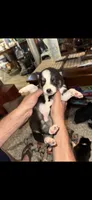 Majestic, a male Siberian Husky for sale in Marion, AR – 5 of 6