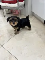  Blake , a male Yorkshire Terrier for sale in Lehigh Acres, FL – 3 of 3
