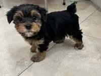  Blake , a male Yorkshire Terrier for sale in Lehigh Acres, FL – 2 of 3