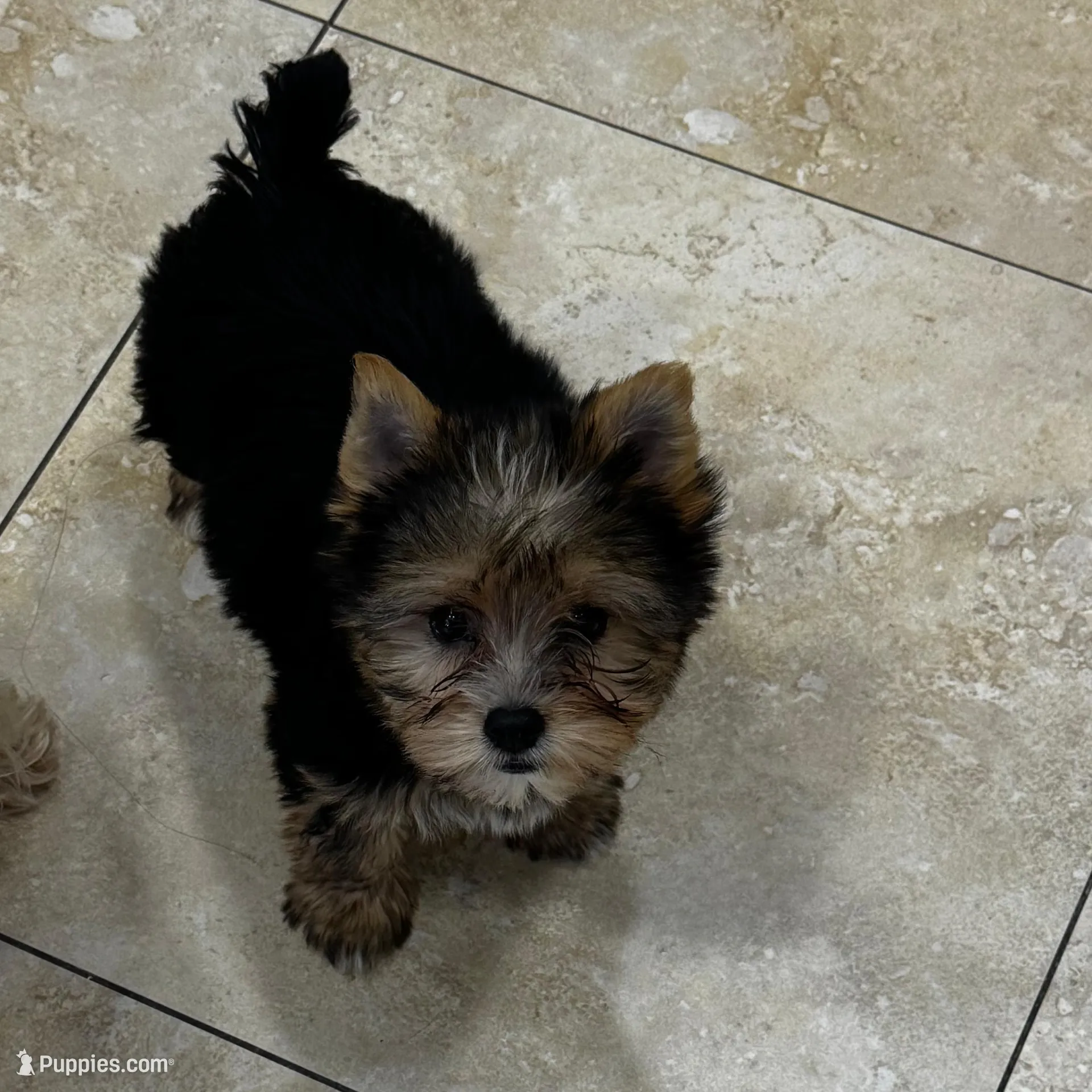 Lulu, a female Yorkshire Terrier for sale in Lehigh Acres, FL – Photo 2 of 2