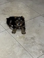 Lulu, a female Yorkshire Terrier for sale in Lehigh Acres, FL – Photo 1 of 2