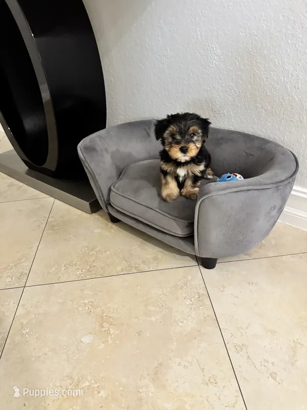  Black  – Yorkshire Terrier puppy for sale in Lehigh Acres, FL