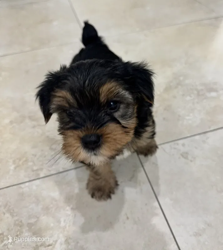  Blake  – Yorkshire Terrier puppy for sale in Lehigh Acres, FL