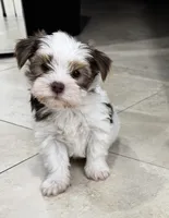 Osito, a male Yorkshire Terrier for sale in Lehigh Acres, FL – 2 of 3