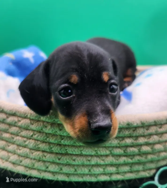 Otter AKC – Miniature Dachshund puppy for sale in Harpers Ferry, IA