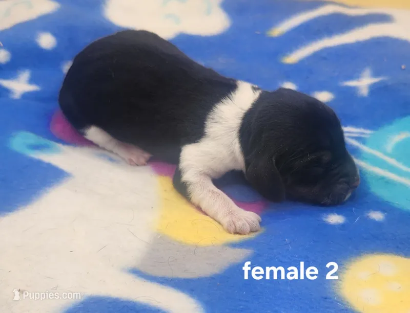 Malibu – Beagle puppy for sale in Harpers Ferry, IA