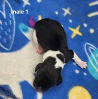 Hot Rod AKC, a male Beagle for sale in Harpers Ferry, IA – 2 of 2
