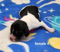 Pinto AKC, a female Beagle for sale in Harpers Ferry, IA – 1 of 2