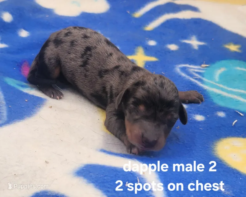 Buck AKC – Miniature Dachshund puppy for sale in Harpers Ferry, IA