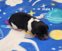 Hot Rod AKC, a male Beagle for sale in Harpers Ferry, IA – 1 of 2