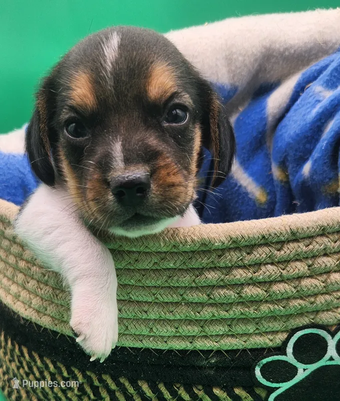 Chevelle AKC – Beagle puppy on hold in Harpers Ferry, IA