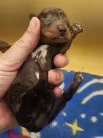 Wolf AKC, a male Miniature Dachshund for sale in Harpers Ferry, IA – 3 of 3