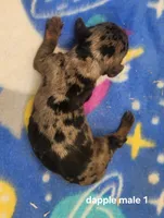 Bear AKC, a male Miniature Dachshund for sale in Harpers Ferry, IA – 2 of 3