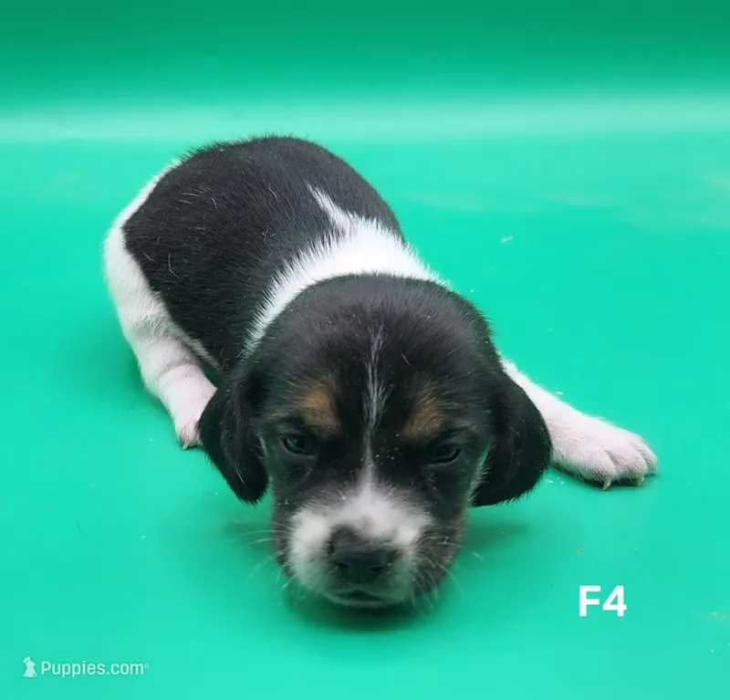 Pinto AKC – Beagle puppy for sale in Harpers Ferry, IA