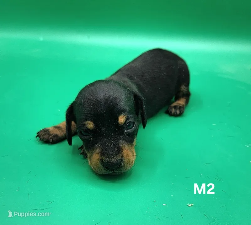 Moose AKC – Miniature Dachshund puppy for sale in Harpers Ferry, IA
