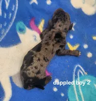 Buck AKC, a male Miniature Dachshund for sale in Harpers Ferry, IA – 2 of 3