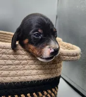 Bronson AKC, a male Dachshund for sale in Harpers Ferry, IA – Photo 3 of 6