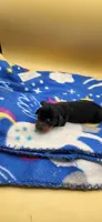 Otter AKC, a male Miniature Dachshund for sale in Harpers Ferry, IA – 3 of 3