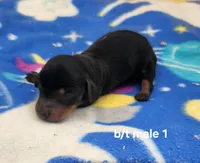 Otter, a male Dachshund for sale in Harpers Ferry, IA – 1 of 2