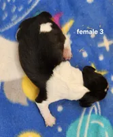 Corvette AKC, a female Beagle for sale in Harpers Ferry, IA – 2 of 2