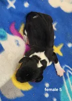 Caprice AKC, a female Beagle for sale in Harpers Ferry, IA – 2 of 2
