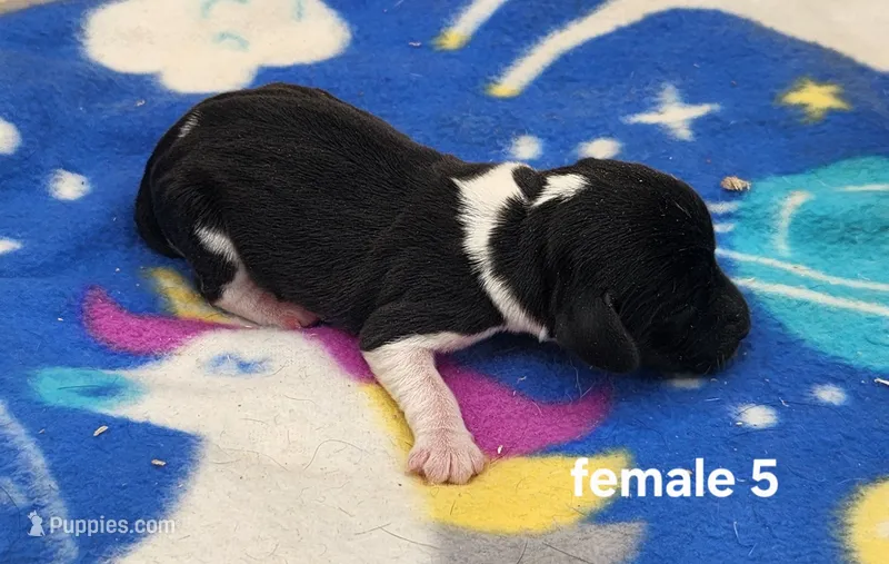 Caprice AKC – Beagle puppy for sale in Harpers Ferry, IA
