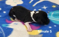 Caprice AKC, a female Beagle for sale in Harpers Ferry, IA – 1 of 2