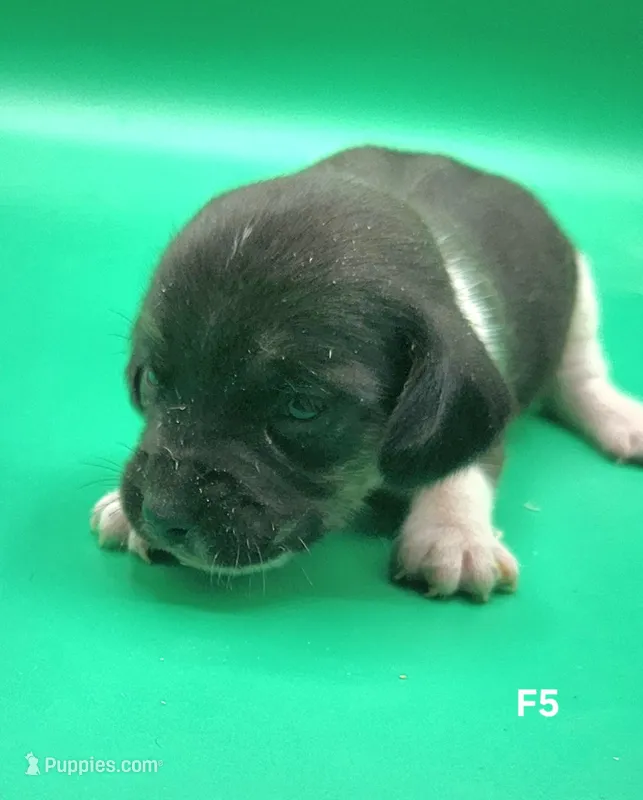 Caprice AKC – Beagle puppy for sale in Harpers Ferry, IA