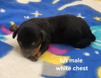 Moose AKC, a male Miniature Dachshund for sale in Harpers Ferry, IA – 1 of 3