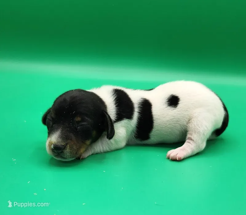 Bronson AKC – Miniature Dachshund puppy for sale in Harpers Ferry, IA