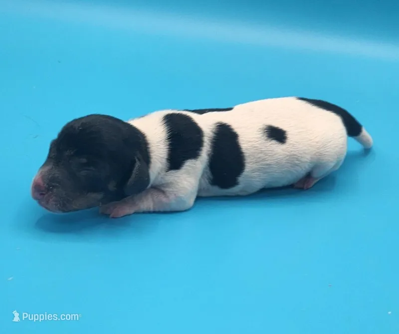 Bronson AKC – Miniature Dachshund puppy for sale in Harpers Ferry, IA