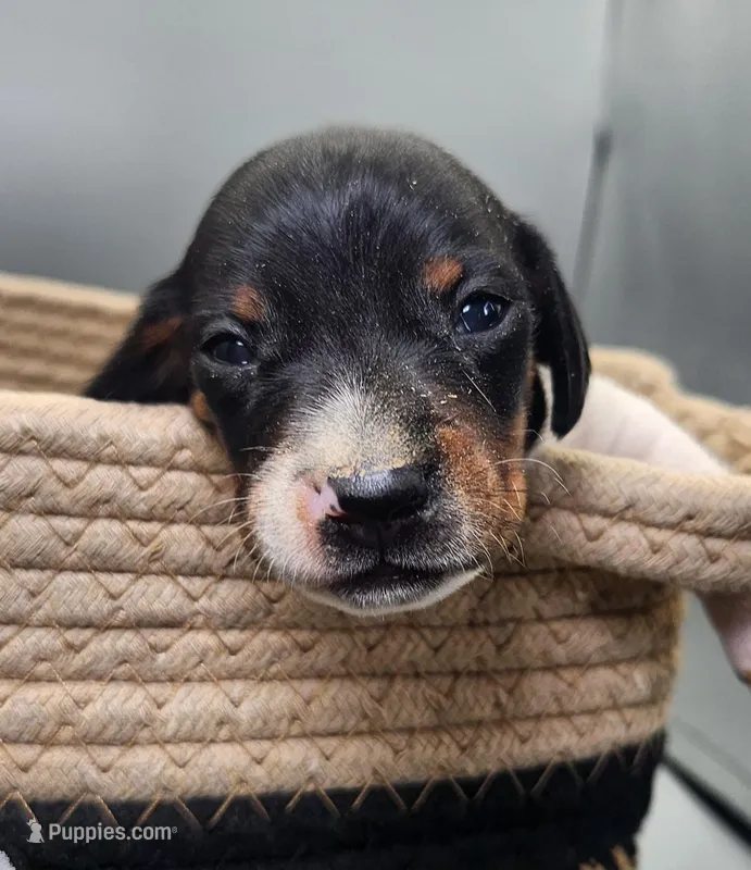 Bronson AKC – Miniature Dachshund puppy for sale in Harpers Ferry, IA