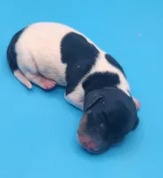 Bronson AKC, a male Miniature Dachshund for sale in Harpers Ferry, IA – Photo 3 of 3