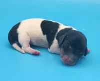 Bronson AKC, a male Miniature Dachshund for sale in Harpers Ferry, IA – Photo 2 of 3