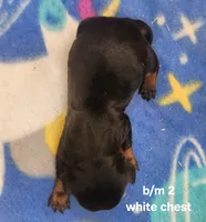 Moose AKC, a male Miniature Dachshund for sale in Harpers Ferry, IA – 3 of 3