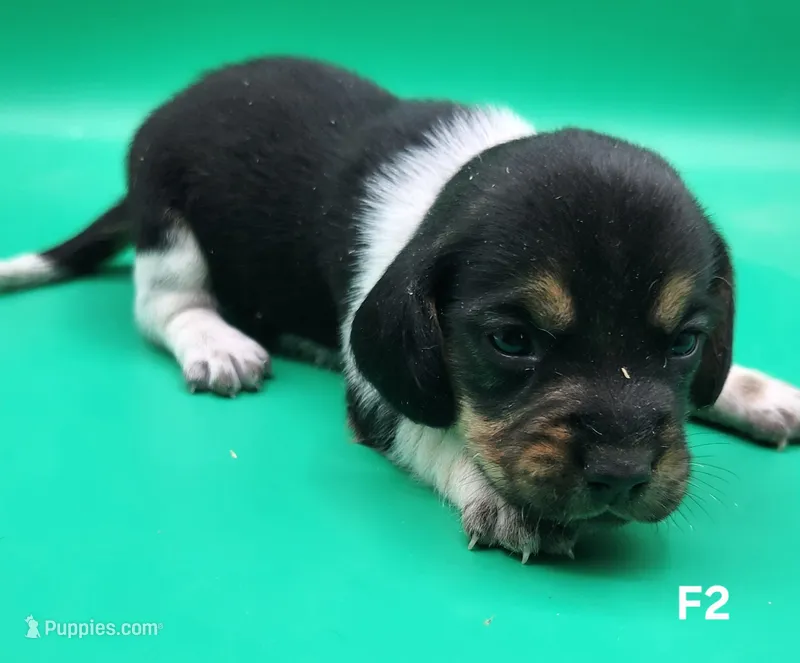 Malibu – Beagle puppy for sale in Harpers Ferry, IA