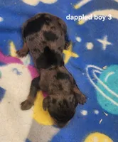 Wolf AKC, a male Miniature Dachshund for sale in Harpers Ferry, IA – 2 of 3